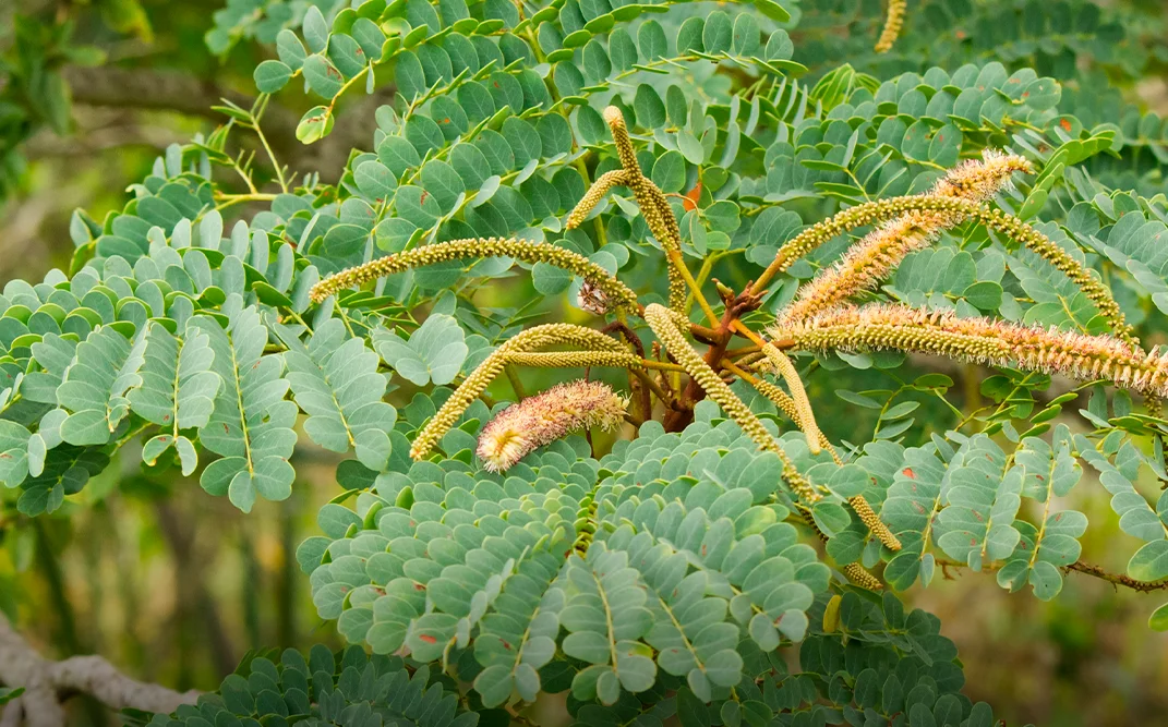 Extrato de Barbatimão